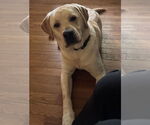 Small #1 Labrador Retriever