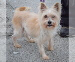 Small #1 Cairn Terrier Mix
