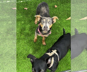 Greysie - Male Chihuahua-Labrador Retriever Mix Dog for Adoption - Photo #3