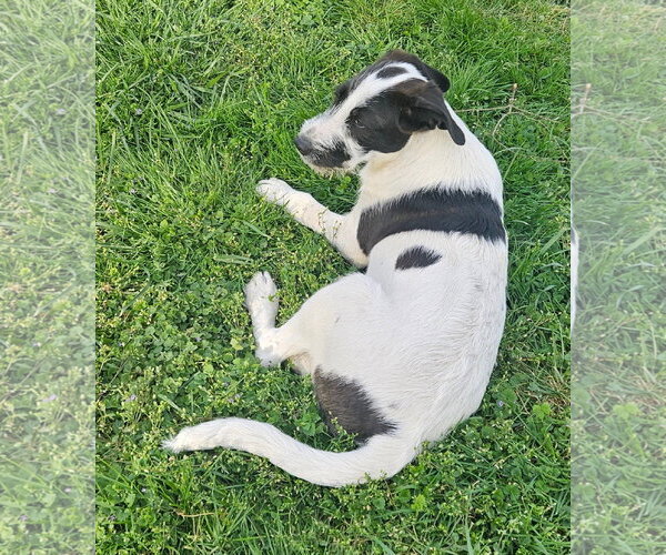 Medium Photo #6 Labbe Puppy For Sale in Tracy City, TN, USA