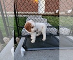Small Photo #17 Poodle (Standard) Puppy For Sale in MOORES HILL, IN, USA