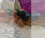 Small #6 Pug