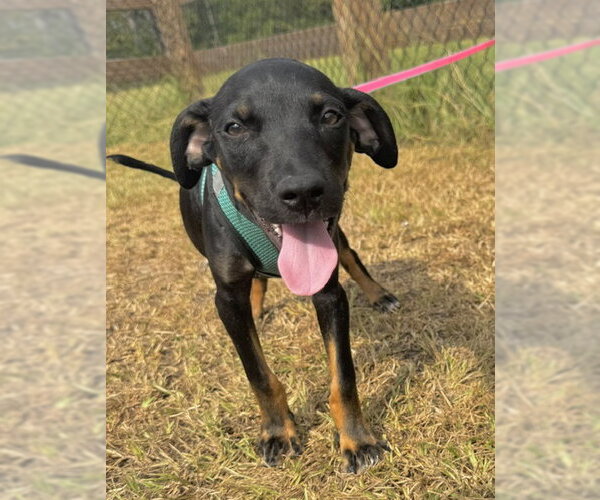 Medium Photo #5 Bulldog-Labrador Retriever Mix Puppy For Sale in Tarrytown, GA, USA