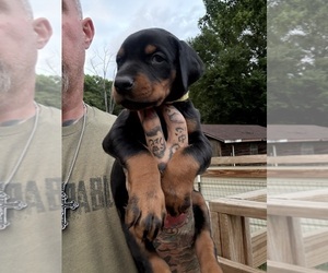 Doberman Pinscher Puppy for Sale in NEWTON, North Carolina USA