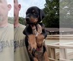Small Photo #1 Doberman Pinscher Puppy For Sale in NEWTON, NC, USA