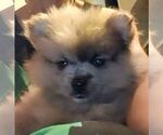 Puppy 6 Pomeranian