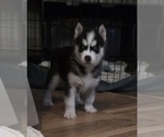 Small #7 Siberian Husky
