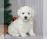 Small Photo #1 Bichon Frise Puppy For Sale in GAP, PA, USA