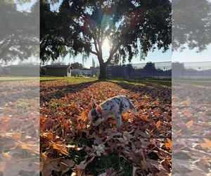 French Bulldog Puppy for sale in MODESTO, CA, USA