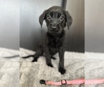 Puppy 4 Chocolate Labrador retriever-German Shepherd Dog Mix