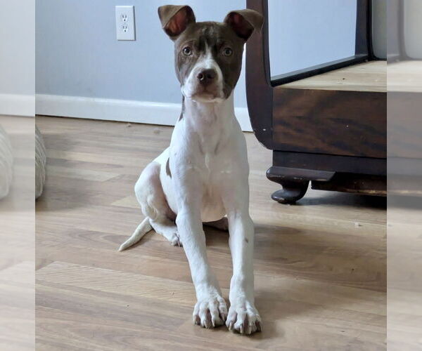 Medium Photo #3 American Pit Bull Terrier-Unknown Mix Puppy For Sale in Brewster, NY, USA