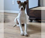 Small #2 American Pit Bull Terrier Mix