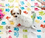 Small #2 Cavapoo (Miniature)-Poodle (Toy) Mix