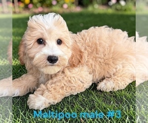 Maltipoo (Toy) Puppy for sale in MONTPELIER, OH, USA