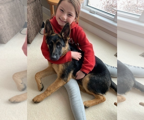 Medium Photo #35 German Shepherd Dog Puppy For Sale in LA FAYETTE, NY, USA