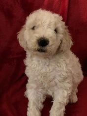 Poodle (Standard) Puppy for sale in OWINGSVILLE, KY, USA