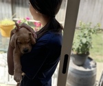 Small Photo #2 Labrador Retriever Puppy For Sale in OAKLEY, CA, USA
