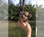 CoCo - Female Chihuahua Puppy for Sale - Small photo