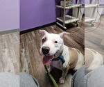 Small American Pit Bull Terrier Mix