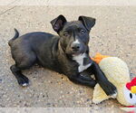 Small #1 American Pit Bull Terrier-Australian Shepherd Mix