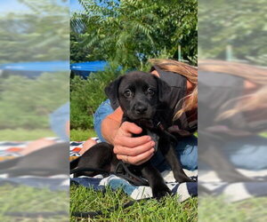 Labrador Retriever-Unknown Mix Dogs for adoption in Jefferson, NJ, USA