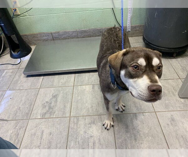 Medium Photo #1 American Staffordshire Terrier-Siberian Husky Mix Puppy For Sale in Grand Prairie, TX, USA