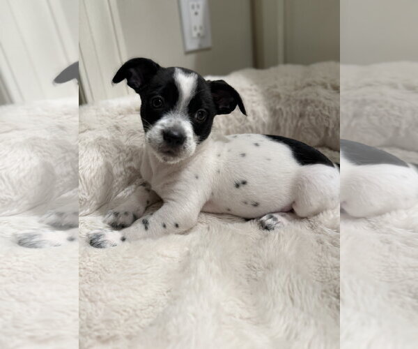 Medium Photo #2 Chihuahua-Unknown Mix Puppy For Sale in St. Louis Park, MN, USA