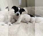 Small #1 Chihuahua Mix