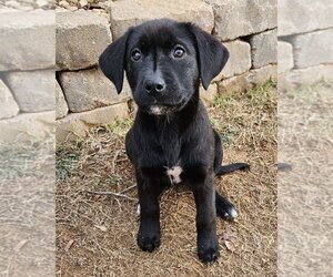 Labrador Retriever-Unknown Mix Dogs for adoption in OKLAHOMA CITY, OK, USA