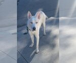 Small #2 Huskies  Mix