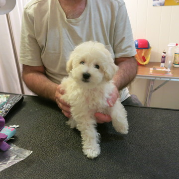 Medium Photo #1 Poodle (Toy) Puppy For Sale in WEST HAVEN, CT, USA