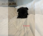 Puppy 4 Huskimo-Miniature American Shepherd Mix