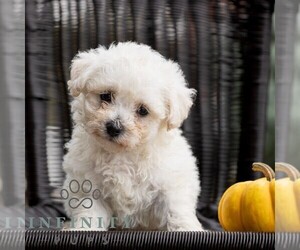 Bichon Frise Puppy for sale in HONEY BROOK, PA, USA