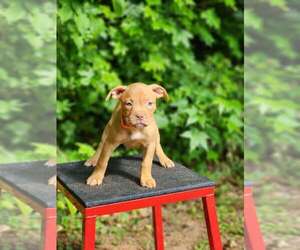 American Bully Puppy for sale in PALMETTO, GA, USA