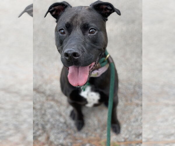Medium Photo #32 American Pit Bull Terrier-Labrador Retriever Mix Puppy For Sale in Houston, TX, USA