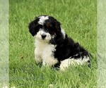 Small #2 Bernedoodle (Miniature)
