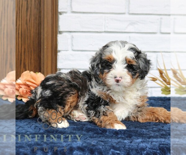 Medium Photo #2 Bernedoodle (Miniature) Puppy For Sale in NARVON, PA, USA