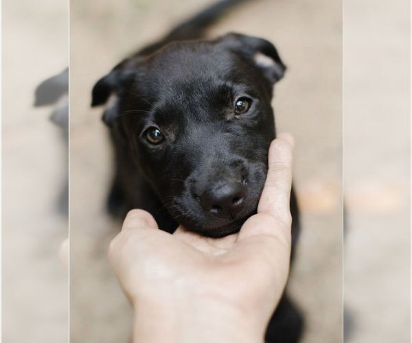 Medium Photo #6 Labrador Retriever-Unknown Mix Puppy For Sale in Brewster, NY, USA