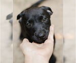 Small #5 Labrador Retriever Mix