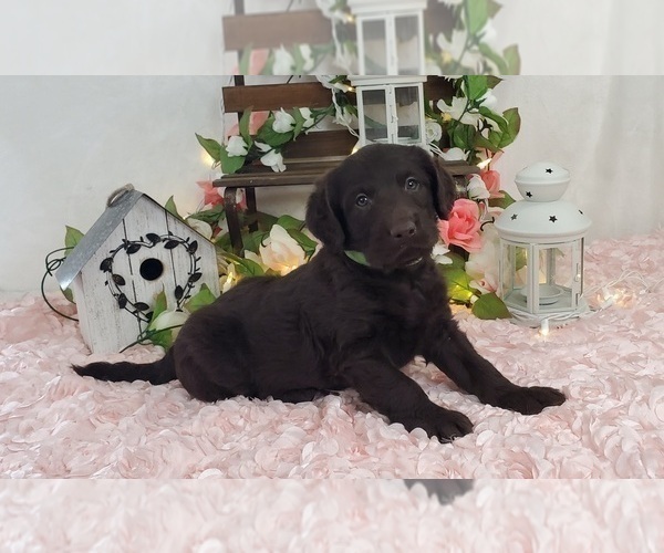 Medium Photo #2 Miniature Labradoodle Puppy For Sale in COLLEGE STA, TX, USA