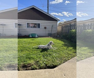 Dalmatian Puppy for sale in CHICAGO, IL, USA