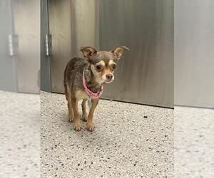 Chihuahua Dogs for adoption in Brighton, CO, USA