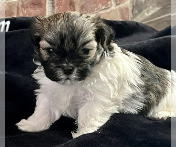 Full screen Photo #2 Mal-Shi Puppy For Sale in AMARILLO, TX, USA