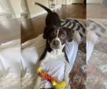 Small #1 Beagle-Staffordshire Bull Terrier Mix
