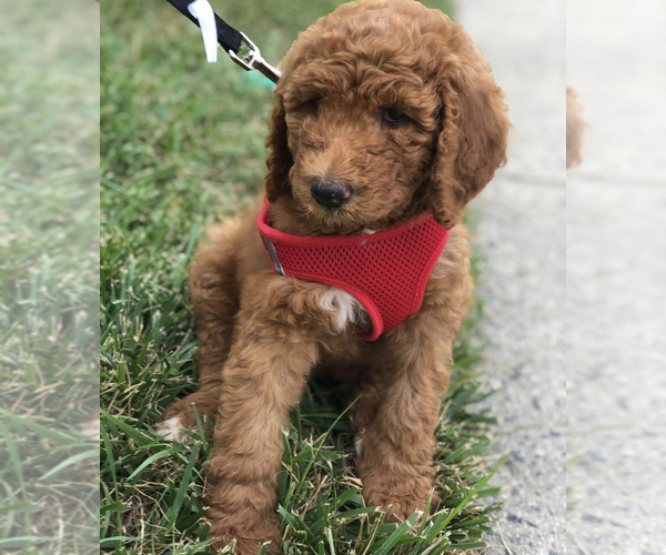 Medium Photo #1 Goldendoodle-Poodle (Standard) Mix Puppy For Sale in WAKE FOREST, NC, USA
