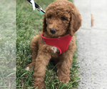 Small Photo #1 Goldendoodle-Poodle (Standard) Mix Puppy For Sale in WAKE FOREST, NC, USA