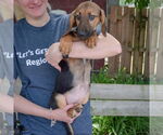 Small #3 Basset Hound