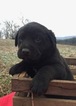 Small Photo #10 Labrottie Puppy For Sale in PORT ROYAL, PA, USA