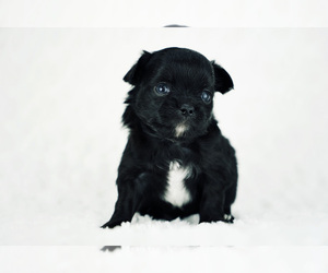 Chihuahua Puppy for sale in UNION GROVE, NC, USA