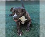 Small #19 American Pit Bull Terrier-Plott Hound Mix